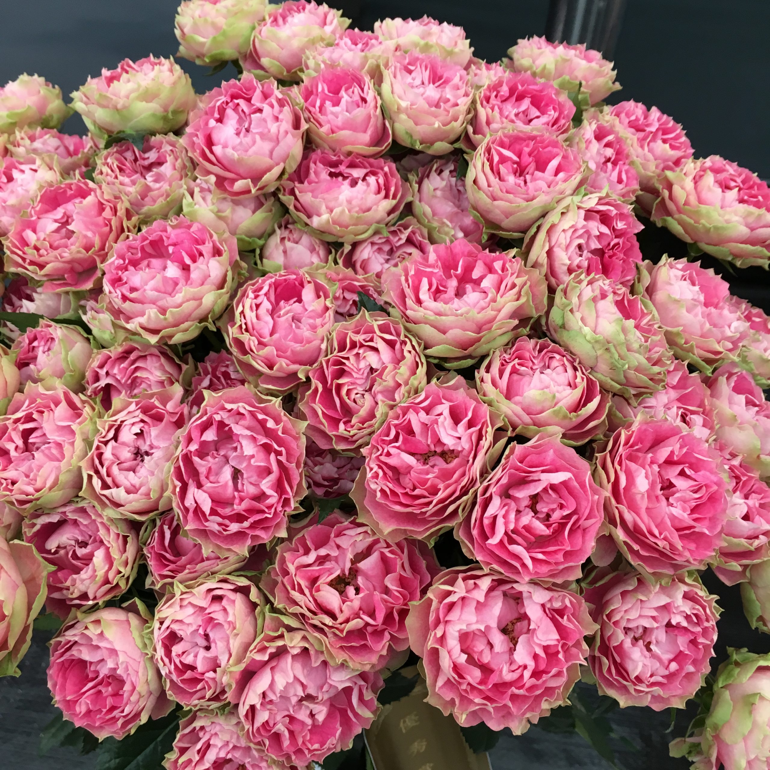 株 Airycareのお仕事 千葉市のアロマ教室 マロウズハウス香りの教室 株 Airycareのお仕事 千葉市のアロマ教室 マロウズハウス香りの教室